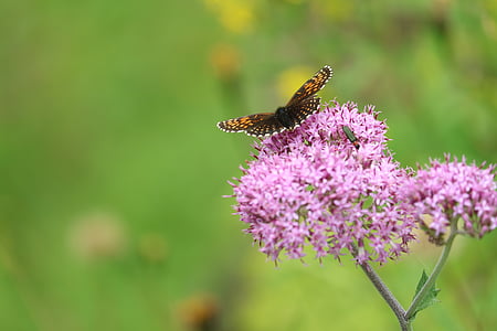 papallona, flors, natura, insectes, l'estiu, insecte