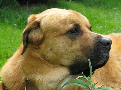 perro, mascota, nariz de perro, marrón claro, animales de compañía, animal, hierba
