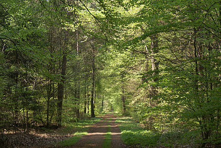 percorso di foresta, estate, foresta, Lane
