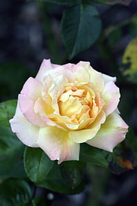 Sárga Rózsa, virág, sárga, természet, sárga virág, növény, Rózsa