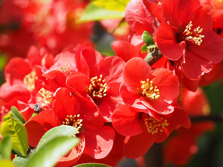 quince, bokeh flower, red, plant, flowers, nature, flower