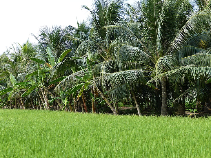 jordbruk, tropikerna, Tropical, naturen, vegetation, Vietnam, Mekongdeltat