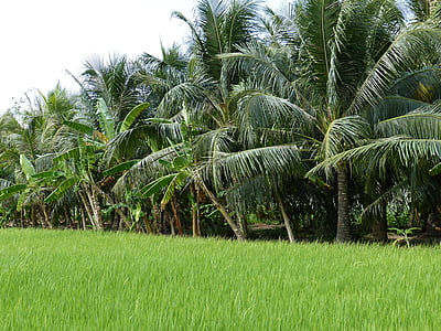 landbouw, tropen, tropische, natuur, vegetatie, Vietnam, Mekongdelta