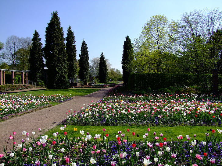 kukat, kevään, tulppaanit, kukkapenkissä, South park, Park, kasvi