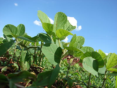 plantation, soybeans, planting, grains, farm, cerrado, brazil