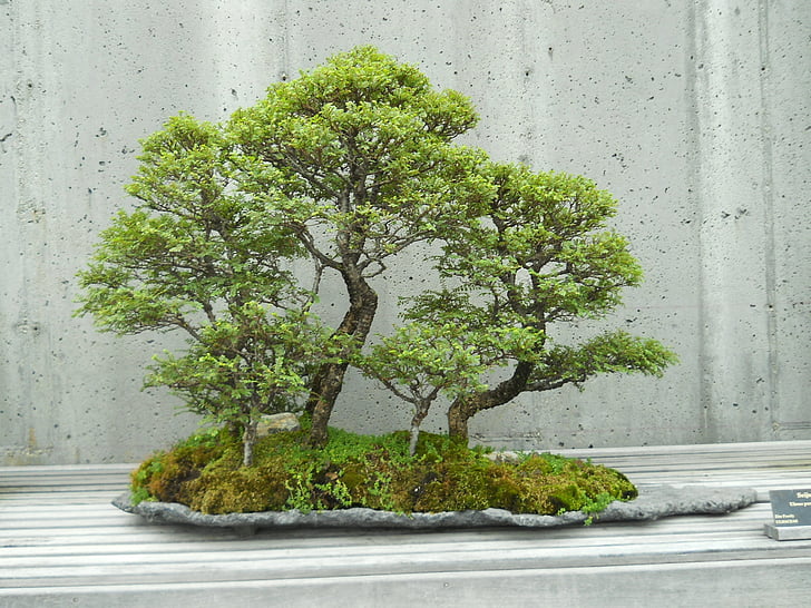 Japão, árvore, Oriental, decoração, Japonês, jardim, Bonsai