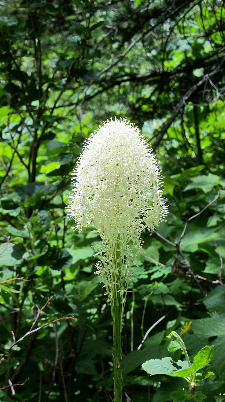 beargrass, hvit blomst, ville blomster, blomst, hvit, utendørs, natur