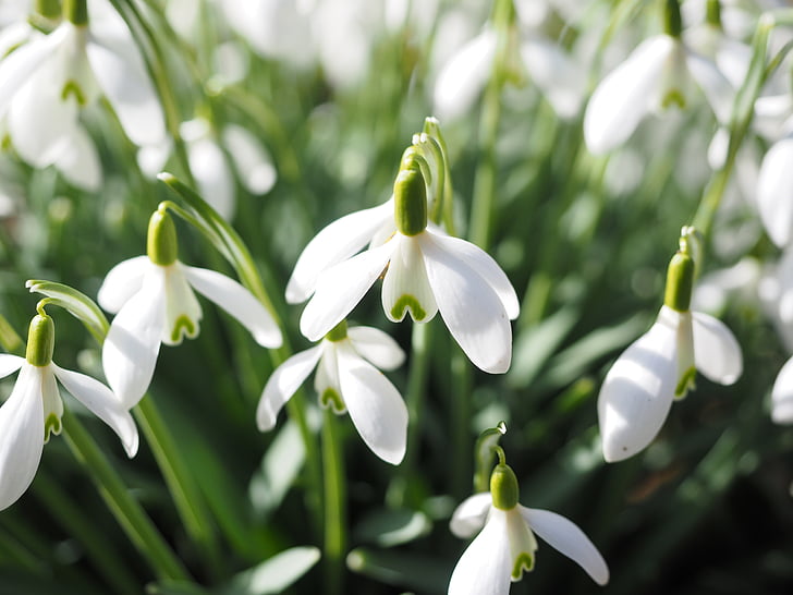 snowdrop, flowers, spring flower, plant, close, macro, signs of spring