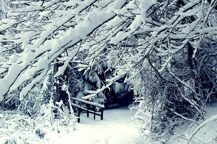 pozimi, sneg, scensko, krajine, hladno, sezona, bela