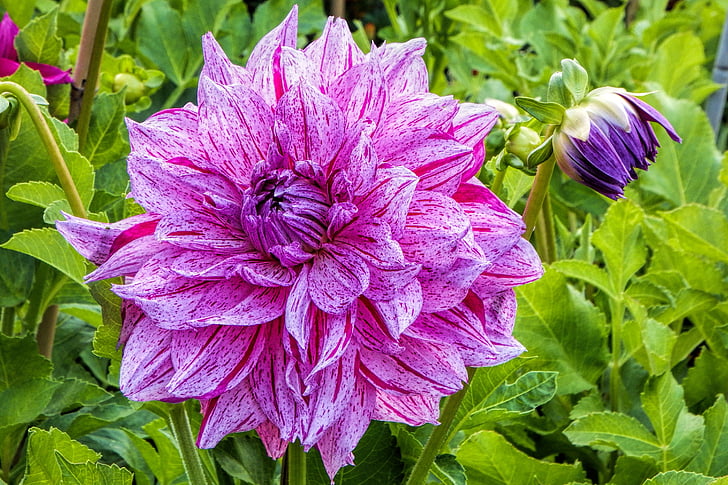 Dahlia, vaaleanpunainen, Blossom, Bloom, kukka, Syksy, Puutarha