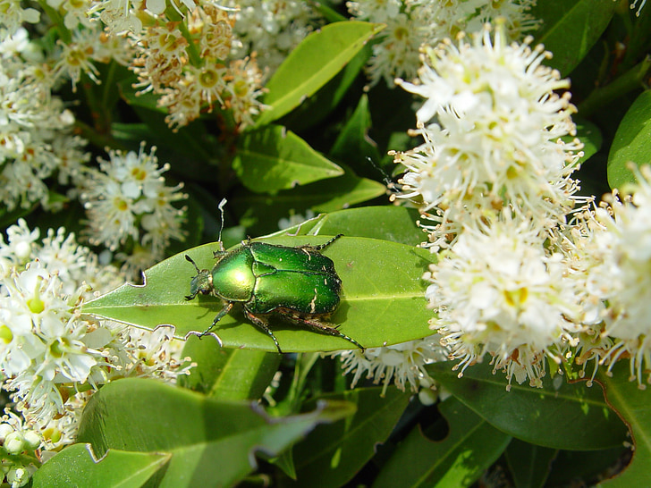 insecte, Beetle, Flying, nature, jardin