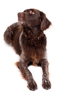 perro, marrón, mascota, hundeportrait, preocupaciones, münsterländer pequeño, animales de compañía