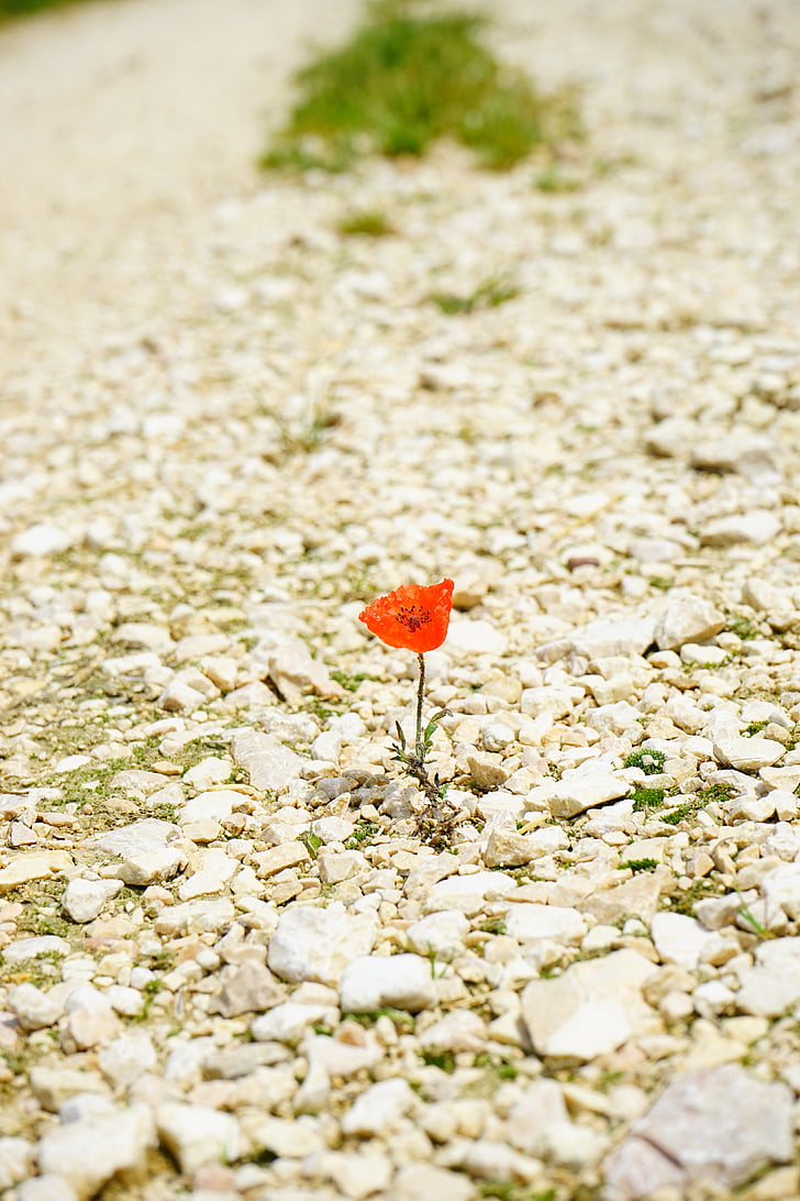 Poppy, bunga, Blossom, mekar, individual, sendirian, kaki