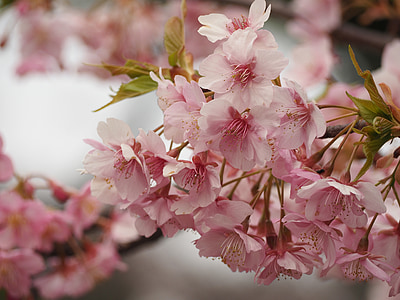 kirsikankukkia, alkavat pudota, Ueno, kevään