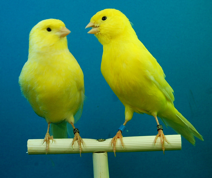 Canarias, amarillo, aviario