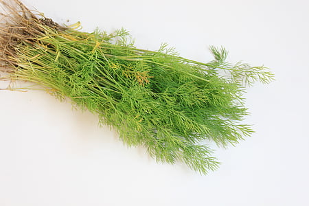 branch, dill, flavor, fresh, green, spices, vegetables