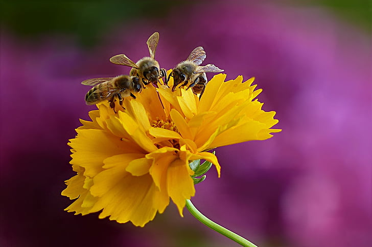 djur, insekt, honungsbiet, Bee, sommar, födosökande, blomma