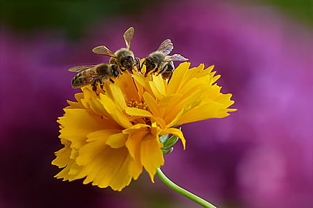 animal, inseto, abelha, abelha, Verão, forrageamento, flor
