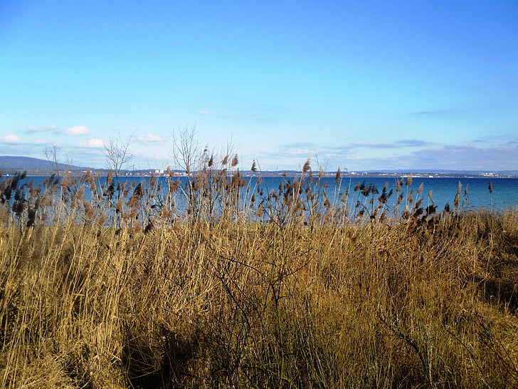 lake constance, bank, reed, lake, background, sky, mood