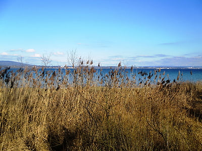 Bodensko jezero, banke, Reed, jezero, pozadina, nebo, raspoloženje