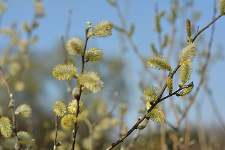 the basis of, willow, spring, based willow, nature, meadow, branch
