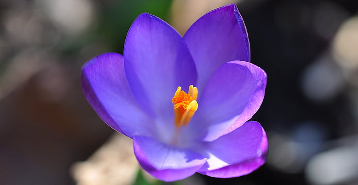 Crocus, flor, flor, floración, planta, flor de primavera, púrpura