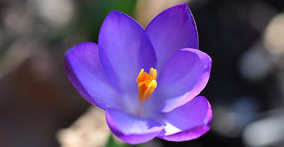 crocus, flower, blossom, bloom, plant, spring flower, purple