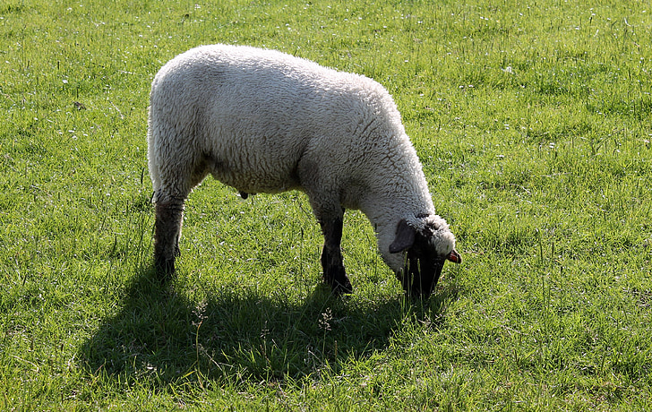 pecore, deichschaf, Schäfchen, lana, agricoltura, pascolare, agnello