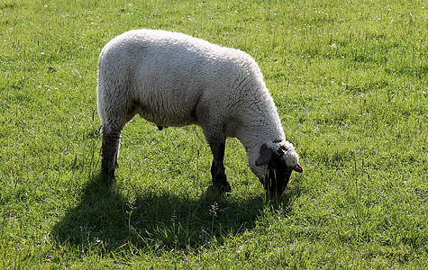 羊, deichschaf, schäfchen, 羊毛, 农业, 吃草, 羔羊
