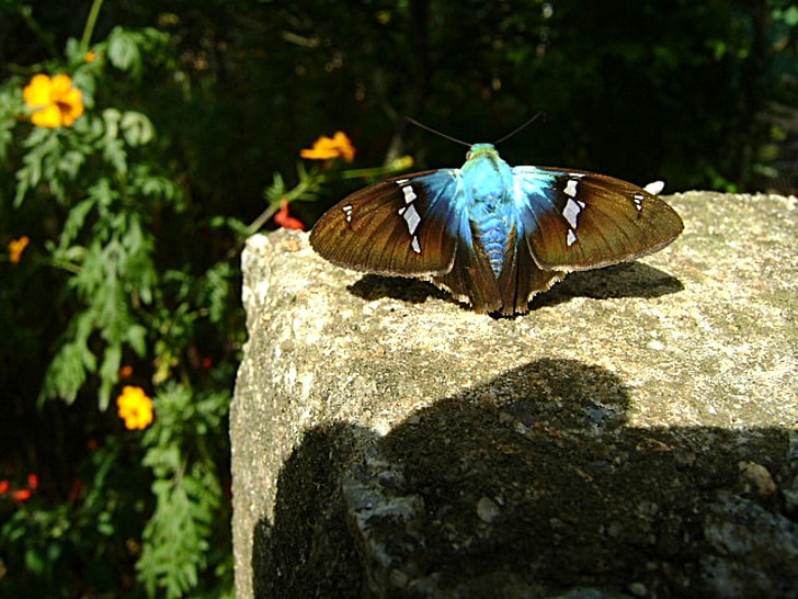 butterfly, blue, insect, flower, yellow, stone, nature