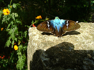 sommerfugl, blå, insekt, blomst, gul, sten, natur