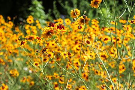 bokeh, bright, flowers, flower, nature, yellow, growth