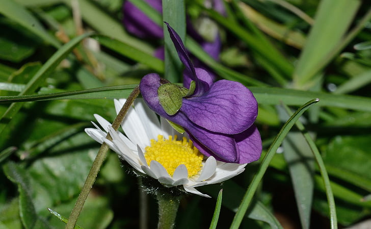 Natur, Blumen, Margaret, violett