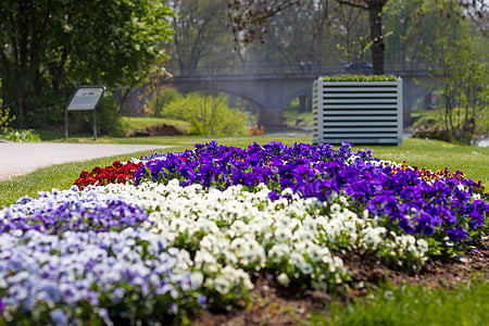 fleurs, plate-bande, printemps, jardin, Parc, Bad kissingen