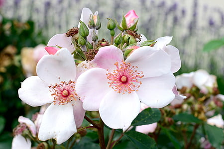 floraison rose, Rose, appel d’offres, Rose, fleur, Blossom, Bloom