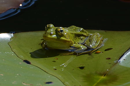 frog, pond, water, green, lily pond, lily pad, nature