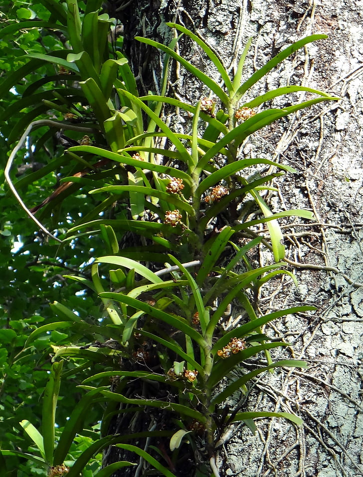 acampe praemorsa, orquídia, epífites, salvatge, bosc, ghats occidentals, Karnataka