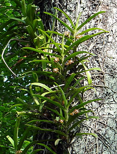 Acampe praemorsa, Orchidee, Epiphyten, Wild, Wald, Westghats, Karnataka