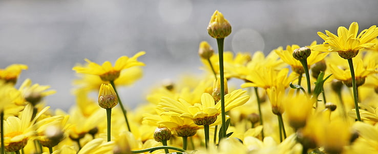 Marguerite, puu daisy, lill, Argyranthemum frutescens, taim, lilled, Bloom