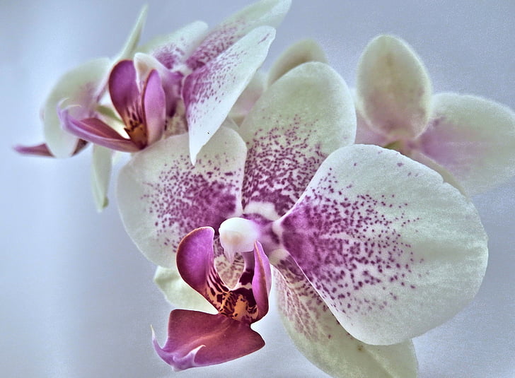 orchid, miniature, pink, white, flower