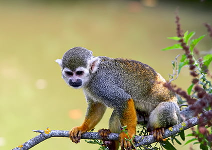 μικρή μαϊμού, Ζωολογικός Κήπος, leeuwenkopaapje, θηλαστικό, ζώο, πρωτευόντων, άγρια φύση