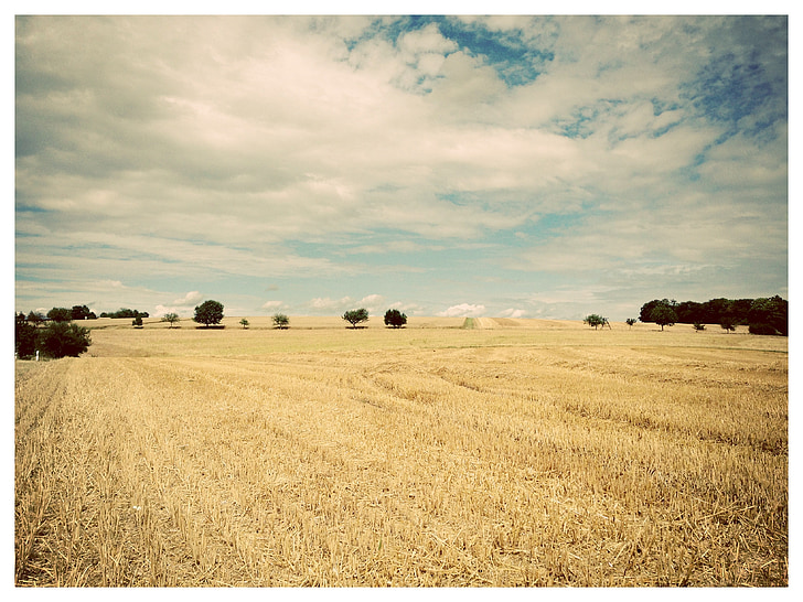 landscape, trees, fields, straw, sky, blue, yellow