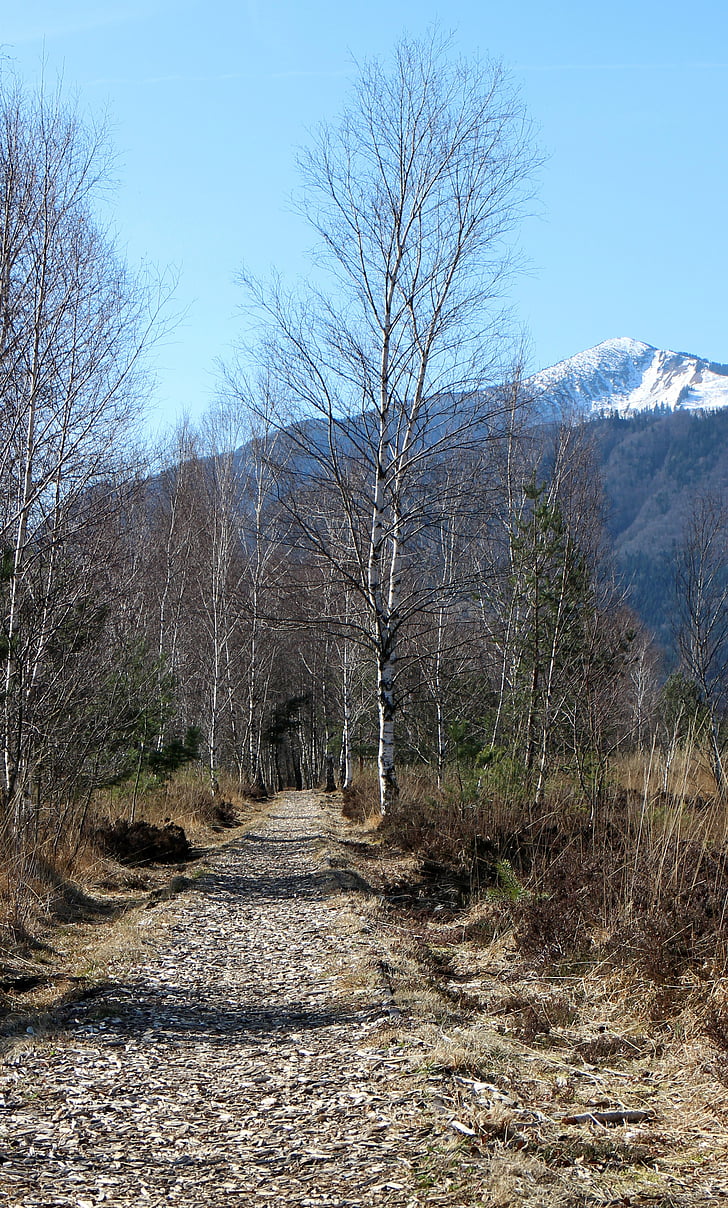 away, path, birch, hiking, migratory path