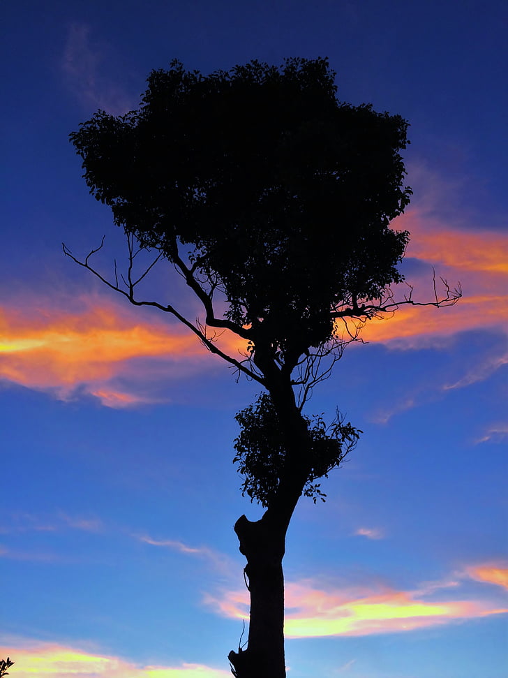 standing trees, silhouette, branch, at dusk, evening, blue sky, rosy cloud
