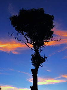 cây đứng, Silhouette, chi nhánh, lúc chạng vạng, buổi tối, bầu trời xanh, mây hồng