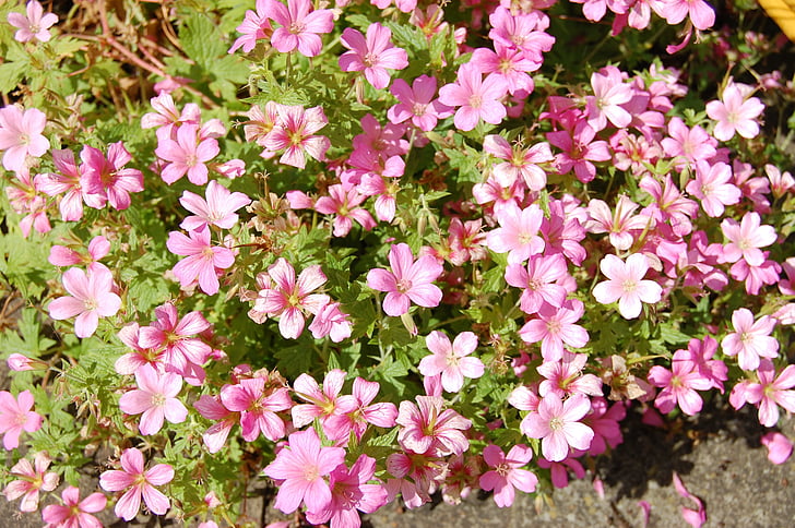 Storkenæb, Geranium, blomst, Pink, haven, kranens-bill, solen
