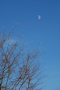 moon, tree, sky, clear, blue, daytime, half moon