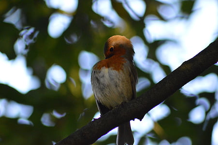 Robin, Red robin, vták