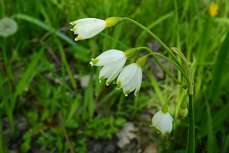 スノーフレーク, leucojum vernum, 花, 花, 白い花