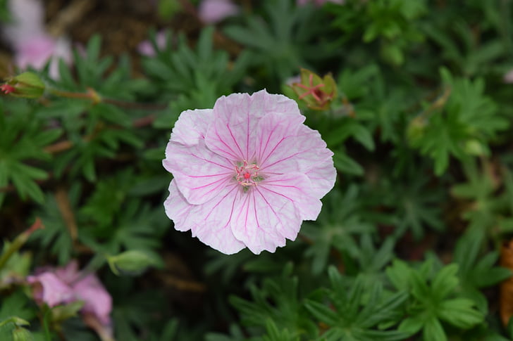 květ, Příroda, Bloom, jaro, růžová, zelená